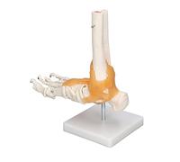 FTVOGUE Modelo de Pie Humano Modelo de Pie Anatómico de PVC 1 a 1 Huesos de Esqueleto de Tobillo de Tamaño Natural con Ligamento para Estudio Médico Aula Enseñanza Anatomía Exhibición
