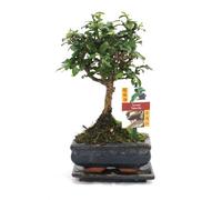 Fukientee - Carmona microphylla - 6 years - spherical shape
