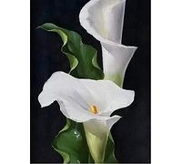 Fulanpai Diamond Painting Diamante Pintura Completo Kit Bordado de Punto de Cruz Flor de Cala para decoración del hogar 5D DIY Arte Pared,Diamante Cuadrado,40x50cm