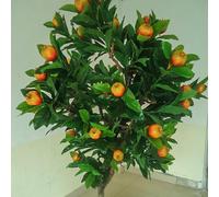 Full Fruiting Faux Pomegranate Tree, Artificial Green Leaf Fruit, Maintenance Free Potted Plant for Indoor Decor, Wedding & Retail Store Display(4mx3m)