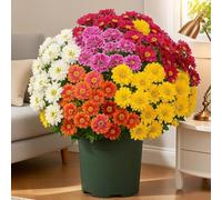 Fun Decor Mums, Artificial Sunset Mums, Artificial Outdoor SunsetMums Flowers - UV Resistant, Waterproof, Fake Fall Flower Daisy With Eucalyptus, Bright & Full Like Real Thing (25 Bundles Mix)