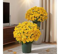 Fun Decor Mums, Artificial Sunset Mums, Artificial Outdoor SunsetMums Flowers - UV Resistant, Waterproof, Fake Fall Flower Daisy With Eucalyptus, Bright & Full Like Real Thing (5 Bundle Gold)