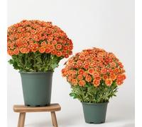 Fun Decor Mums, Artificial Sunset Mums, Artificial Outdoor SunsetMums Flowers - UV Resistant, Waterproof, Fake Fall Flower Daisy With Eucalyptus, Bright & Full Like Real Thing (5 bundle Orange)