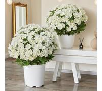Fun Decor Mums, Artificial Sunset Mums, Artificial Outdoor SunsetMums Flowers - UV Resistant, Waterproof, Fake Fall Flower Daisy With Eucalyptus, Bright & Full Like Real Thing (5 Bundle lvory)