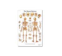 Función anatómica ojo humano gráfico arte cartel impresión cuerpo mapa lienzo pintura pared cuadros for educación médica decoración del hogar(78,20x30cm No frame)