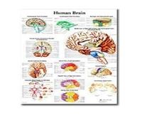 Función anatómica ojo humano gráfico arte cartel impresión cuerpo mapa lienzo pintura pared cuadros for educación médica decoración del hogar(71,30x40cm No frame)