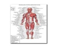 Función anatómica ojo humano gráfico arte cartel impresión cuerpo mapa lienzo pintura pared cuadros for educación médica decoración del hogar(3,30x40cm No frame)