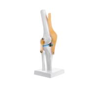 Functional Knee Joint Model -Scientific Joint Model for Skeleton Anatomy Study