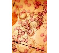 Fundamentos teóricos y prácticos de Propiedad de los Materiales