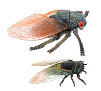 FUNNETOYU 2 Piezas Figuras de Insectos Simulados Cicadas Juguetes Educativos para Niñas Modelos Didácticos de Plástico para Aprendizaje y Seguro