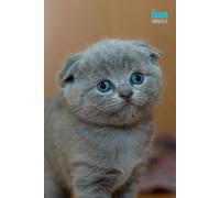 Funny Animals - Cat: Motivational and inspirational notebook for animal lovers with positive affirmations; a fun gift for friends, co-workers, bosses and employees