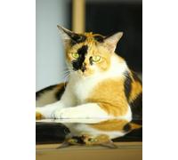 Funny Cat, Notebook: Your Mind on Paper. Probably Brilliant Stuff Inside