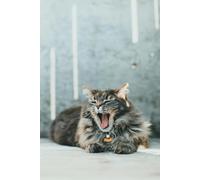 Funny Notebook: Your Mind on Paper. Probably Brilliant Stuff Inside