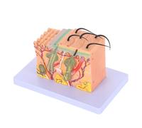 FUNOMOCYA Modelo Ampliado De Anatomía Humana Con Capas Y Modelado A Color Modelo De Aprendizaje De La Piel Humana Anatomía Científica De La Piel Para La Enseñanza De