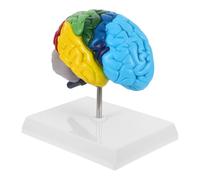 FUNOMOCYA Modelo Anatómico de Cerebro Humano 1:1 en Pvc Fácil de Limpiar y Etiquetado Claro para Enseñanza en Aula de Ciencias y Aprendizaje de Neurociencia