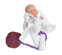 FUNOMOCYA Modelo Anatómico de Parto Pelvis Mini, Feto, Cordón Umbilical y Placenta, Herramienta Educativa para Práctica Obstétrica y Formación en Enfermería y Salud Femenina, Portátil