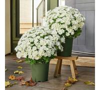Funsdecor - Mamás artificiales de puesta de sol, flores artificiales para exteriores, madres artificiales realistas para exteriores, madres artificiales que se ven reales, margaritas falsas de otoño
