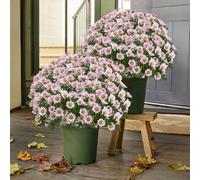 Funsdecor - Mamás artificiales de puesta de sol, flores artificiales para exteriores, madres artificiales realistas para exteriores, madres artificiales que se ven reales, margaritas falsas de otoño