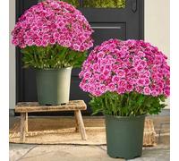 Funsdecor Mums, Artificial Outdoor Sunset Mums Flowers - UV Resistant Waterproof Windproof Faux Fall Daisies, Realistic No Fade Flowers for Porch Garden Patio Decor