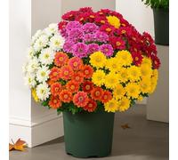 Funsdecor Mums, Artificial Outdoor Sunset Mums Flowers - UV Resistant Waterproof Windproof Faux Fall Daisies, Realistic No Fade Flowers for Porch Garden Patio Decor
