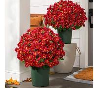 Funsdecor Mums, Artificial Outdoor Sunset Mums Flowers - UV Resistant Waterproof Windproof Faux Fall Daisies, Realistic No Fade Flowers for Porch Garden Patio Decor