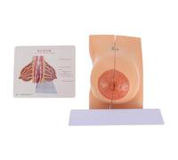 FUOYLOO Modelo Anatómico Médico de Mama Femenina de PVC Tamaño Real Modelo de Mama Humana para Enseñanza Médica y Fisiología Exhibición Didáctica para Estudiantes de Salud y Enfermería
