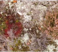 Fursaxa - Mycorrhizae Realm (Vinyl) [Vinilo]