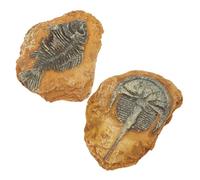 FUTUREORYY Adornos De Caja para Reptiles y Geckos, Decoración De Paisaje Creativo De Resina, Set 2 Piezas De Fósiles Simulados para Terrarios De Lagartos y Mascotas Pequeñas