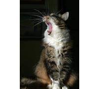 Fuuny Cat, Notebbok: Your Mind on Paper. Probably Brilliant Stuff Inside