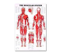 FUXIU Póster anatómico del sistema muscular y esquelético, juego de esqueletos humanos y anatomía muscular de una sola cara, 19 x 27 pulgadas, pósteres de menos de 5 dólares