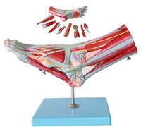 FXQ Articulación anatómica del pie Humano con ligamentos: músculo del pie y Esqueleto Nervio Vascular Desmontable Modelo Disección Ayuda educativa médica