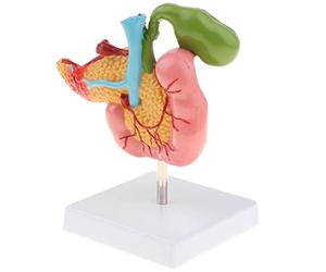 FytStycale 1: 1 Páncreas Humano Duodeno Vesícula Biliar Modelo Patológico