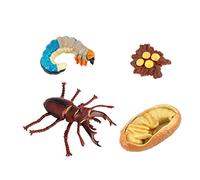 FytStycale Animal Life Cycle Classroom Teaching Aids Edades 5+ Ladybug, como se Describe