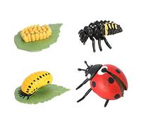 FytStycale Animal Life Cycle Classroom Teaching Aids Edades 5+ Ladybug, Mariquita, como se Describe