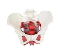 FytStycale Modelo de Pelvis Femenina, Material Didáctico para La Enseñanza de Las Ciencias Y La Comunicación de Patentes.