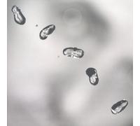 Gabriel,Peter - Up [Vinilo]
