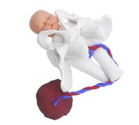 Gadpiparty de Pelvis Femenina Cordón Umbilical y Placenta para Formación en Partería Detallado Material Pvc y Tela, Ayuda para Preparación