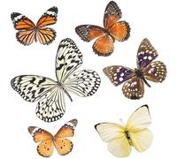 Gadpiparty Mariposas Disecadas Reales, Colección de 6 Ejemplares Hechos a Mano para Decoración de Hogar y Accesorio Educativo en Espacios Científicos
