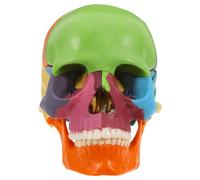 Gadpiparty Modelo Anatómico de Cráneo Humano Desmontable de Plástico Colorido para Facilitar el Aprendizaje en Instituciones de Formación y Enseñanza