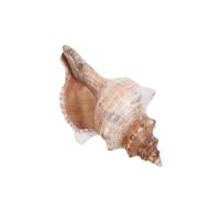 Gadpiparty Relleno de Jarrón Conchas Marinas Naturales para Decoración de Fiesta Temática de Playa y Manualidades, Material Concha Estilo Artístico y Ambiente Costero Relajado