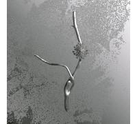 GAIA BANFI - LA MACCAIA