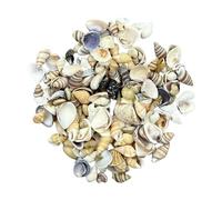 Galenecx 200g Conchas Mixtas, Mar Decoracion Caracolas Marinas Naturales, Concha Decorativas Sin Perforar, Concha de Playa, para Decoración del Hogar, Relleno de Jarrón de Pecera