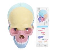 GALPADA Desmontable de Cráneo para Estudio de Anatomía para Aprendizaje y Práctico del Cuerpo para Educación y Profesionales