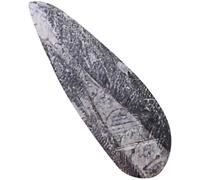 GALPADA Especimen Fósil de Paleontología Orthoceras Mineral Negro para Decoración y Enseñanza en Fiestas y Cumpleaños, Modelo Educativo de Gran Tamaño