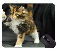 Gaming Mouse Pad Custom, Kitten Maine Coon Animal Cat Oficina en casa Accesorios de computadora Alfombrillas
