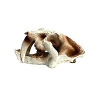 GAOFESA Escondites de simulación de arte de dinosaurios, cueva sagrada, paisajismo, Pascua, camarones, cría, escondite, decoración de peceras