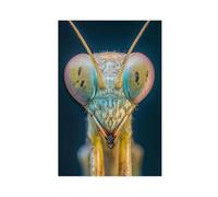 GAPKJGTS Póster de lienzo con cabeza de mantis rezando, decoración de dormitorio, paisaje, oficina, habitación, regalo, 50 x 75 cm