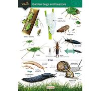 Garden Bugs and Beasties
