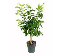 Garden Center shop by VM | Limonero 4 Estaciones M21 de 90 cm | Árbol Frutal Cítrico Natural | Produce Limones 2 Veces al Año | Exterior Soleado | Maceta de 7 L | Cultivo Fácil y Decorativo