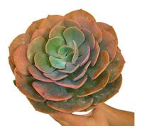 Garden Center shop by VM Planta Natural ECHEVERIA Dusty Rose M20 Cactus Y SUCULENTAS